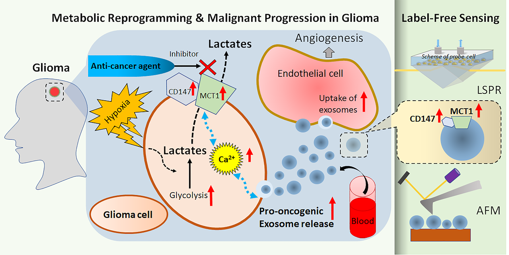  Hypoxic glioma cells 
