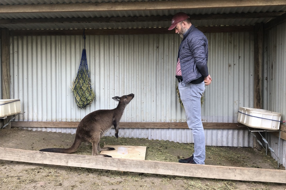 Kangaroo research