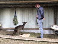 Kangaroo research